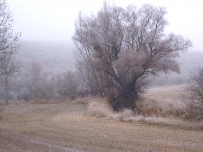 Ventisca y algo más en un paisaje increiblemente entre Sauca y Pelegrina (diciembre 2008)